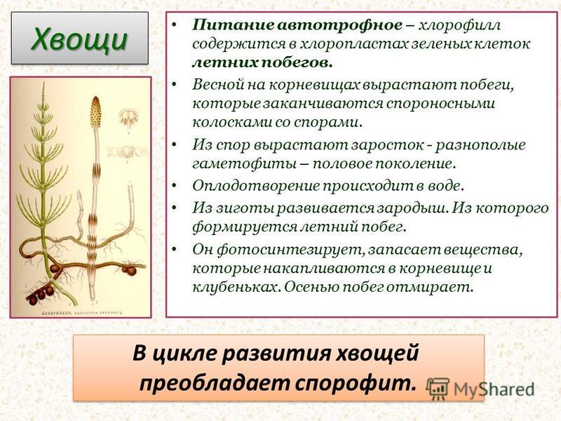 Высшие споровые. Плауны, хвощи, папоротники - презентация онлайн