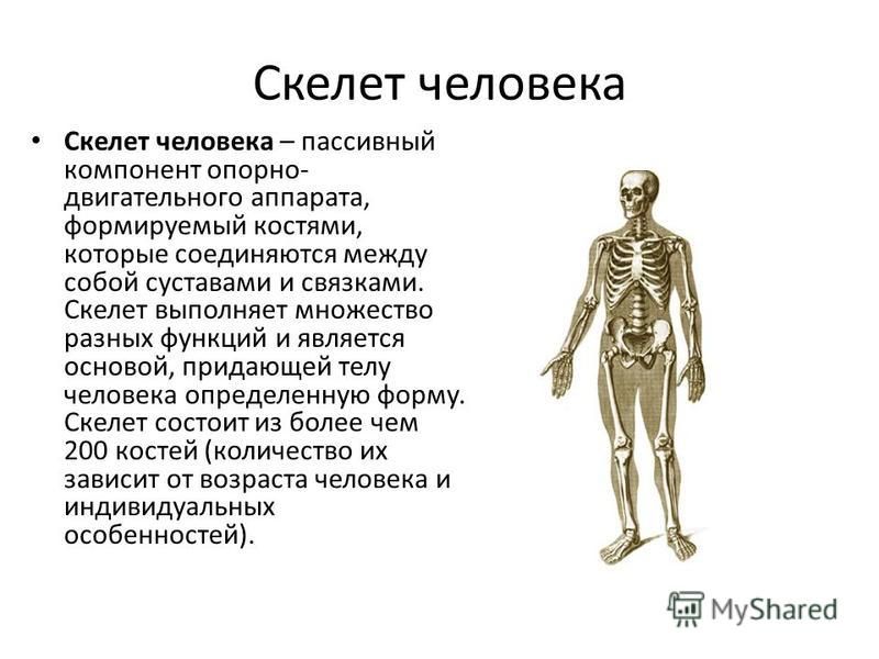 Анатомия и физиология человека проект Анатомия и физиология человека презентация