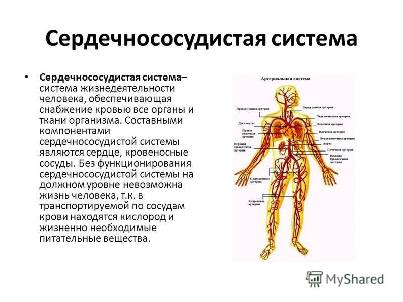 Основы анатомии и физиологии человека презентация