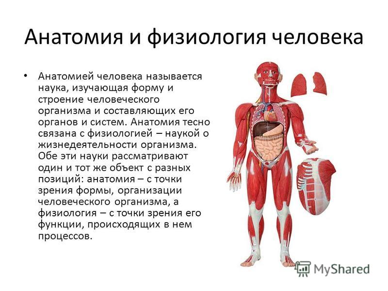 Основы анатомии и физиологии человека презентация