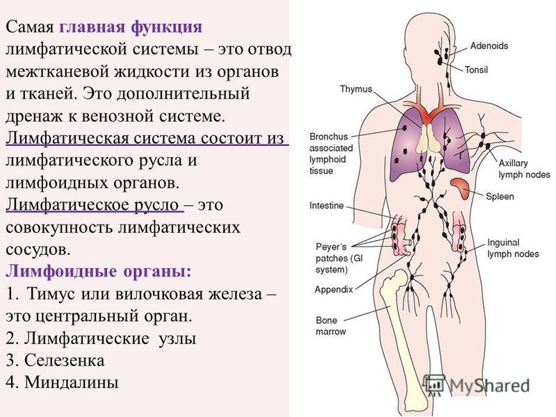 Лимфатические узлы - презентация онлайн