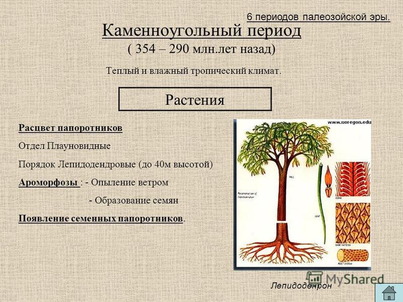 АРОМОРФОЗЫ ОДНОКЛЕТОЧНЫХ ЭУКАРИОТИЧЕСКИХ ОРГАНИЗМОВ images