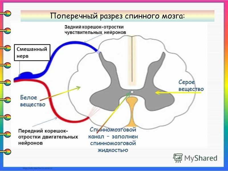 Функции спинного мозга презентация