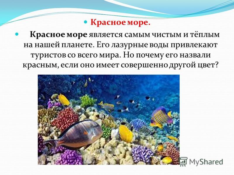 Проект красное море почему оно такого цвета