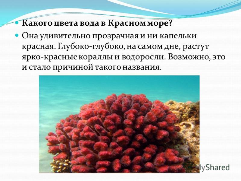 Проект красное море почему оно такого цвета