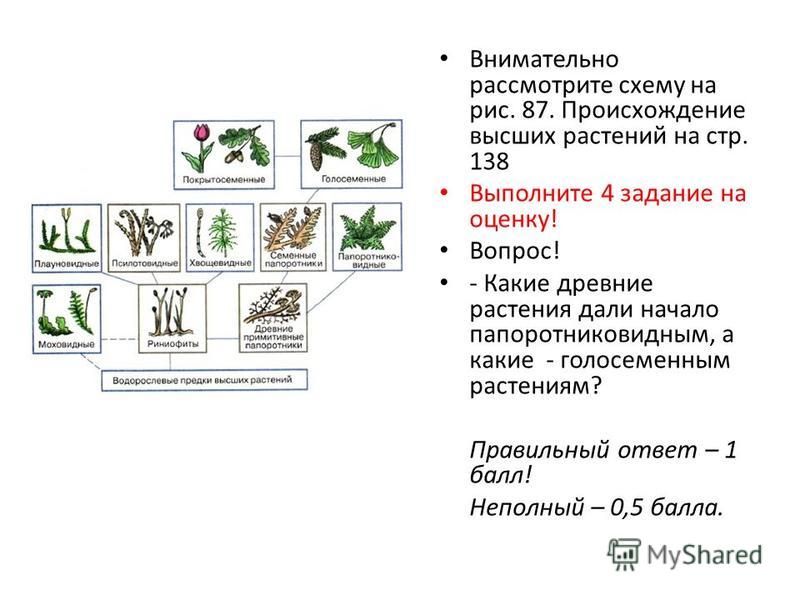 Проект развитие растительного мира Рассмотрите схему отражающую развитие растительного мира земли фото