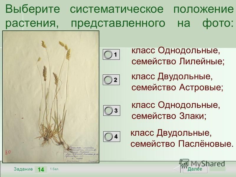1.3.Таксономическая иерархия 1980 Джеффри Ч. - Биологическая номенклатура
