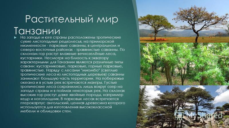 Какие проекты есть у россии в танзании