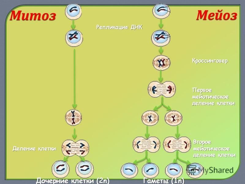 Митоз мейоз 1 мейоз 2 таблица