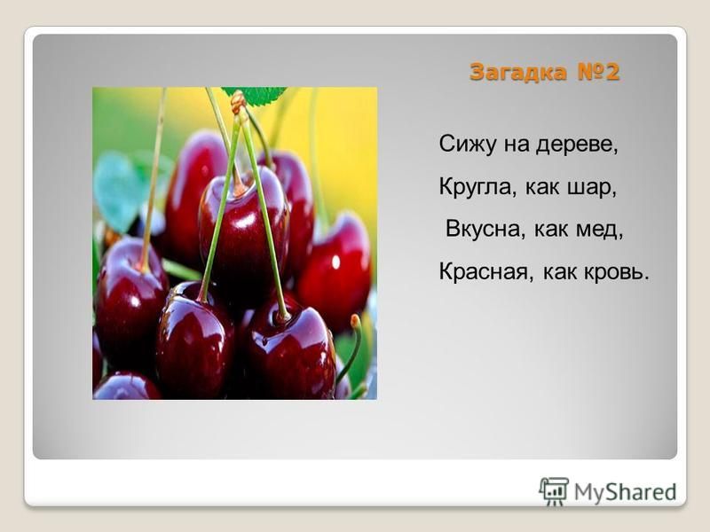Сижу на дереве кругла как шар вкусна как мед