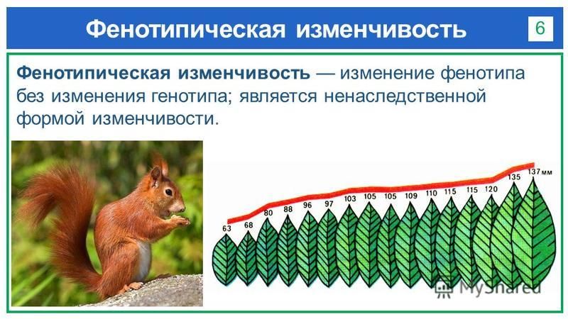 Фенотипическая изменчивость растений примеры Фенотипическая изменчивость презентация