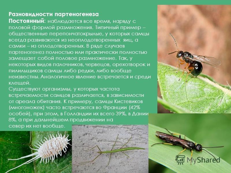Партеногенез 10 класс презентация
