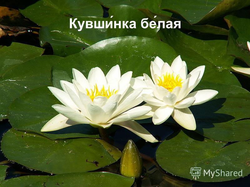 Мусульманские статусы, любовь к Аллаху Исламские статусы Матерные Лучшие статусы для социальных сетей