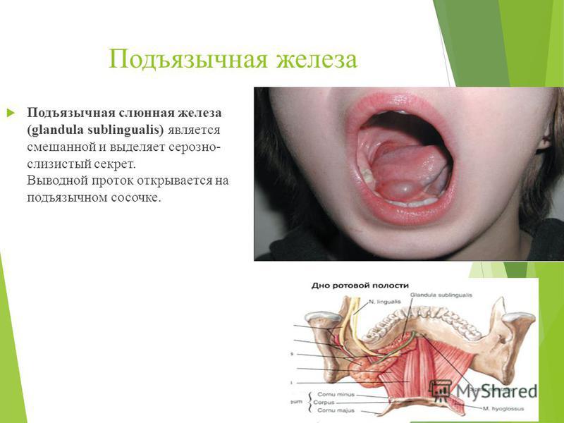 Лечение простатита продуктами пчеловодства Лечение позвоночника Киев в МАНУАЛ -ДЕЛЮКС мануальная терапия