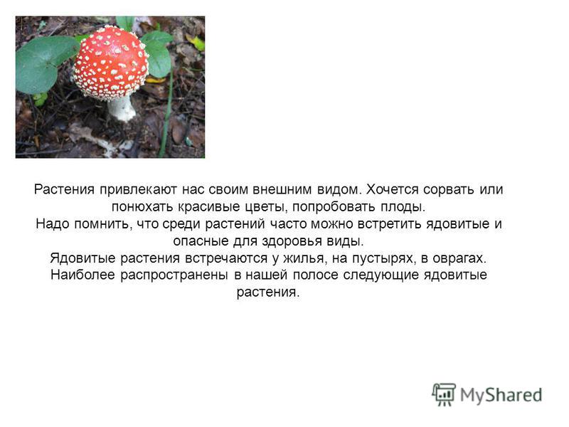 Проект растения и грибы тульской области