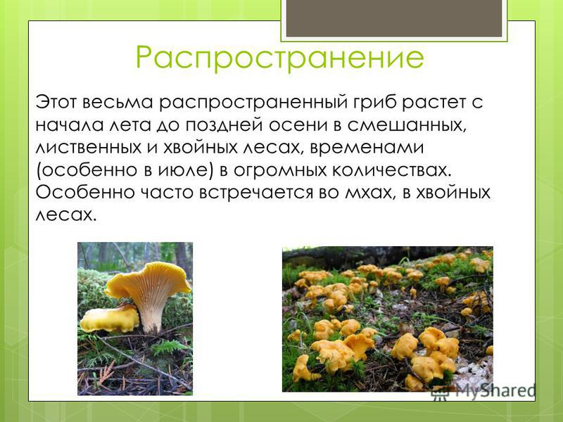 Написать Сочинение Рассужд Почему Гриб Назвали Лисичкой Написать Сочинение Рассужд Почему Гриб Назвали Лисичкой