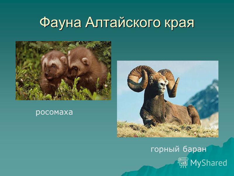 Фауна Алтайского края росомаха горный баран