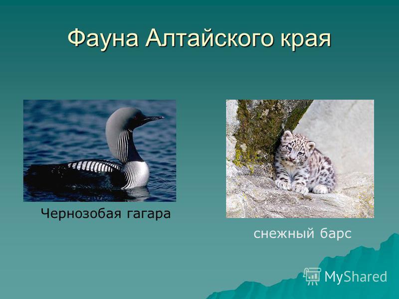 Фауна Алтайского края Чернозобая гагара снежный барс