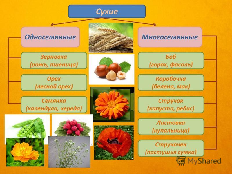 Презентация на тему: "Плоды. Распространение плодов и семян"