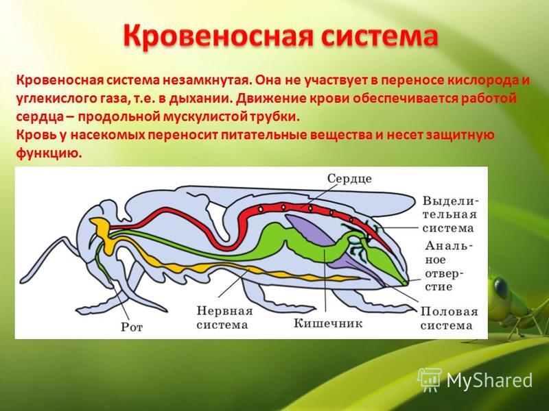 У улитки замкнутая кровеносная система