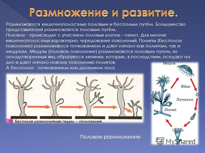 К типу кишечнополостные относятся примеры