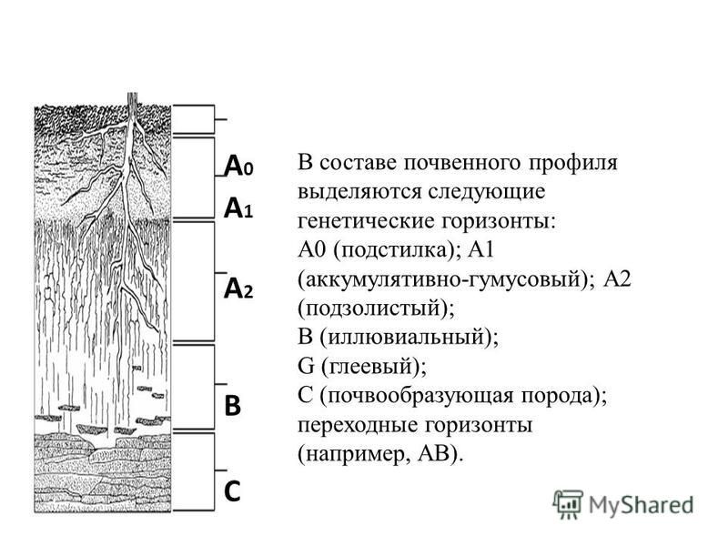 Последовательность расположения горизонтов почвенного профиля