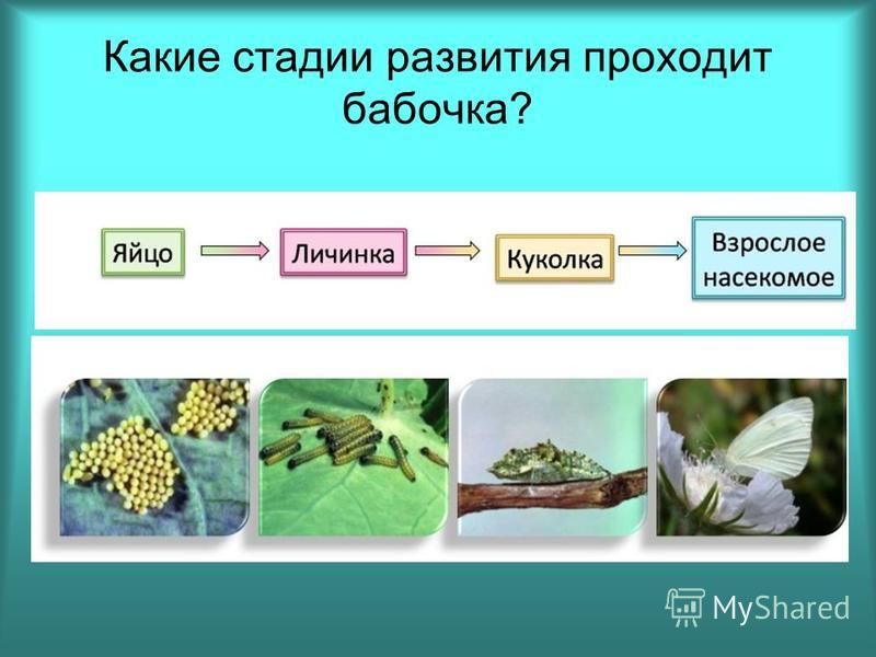 Презентация 7 класс развитие животных с превращением и без превращения 7 класс