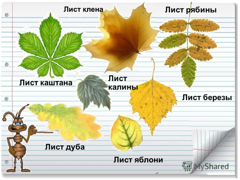 http://images.myshared.ru/110016/slide_7.jpg