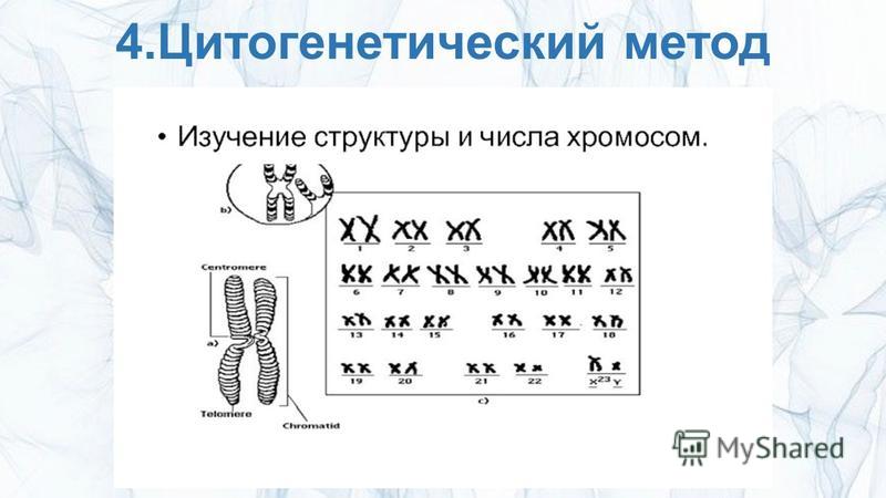 Цитогенетический метод картинки