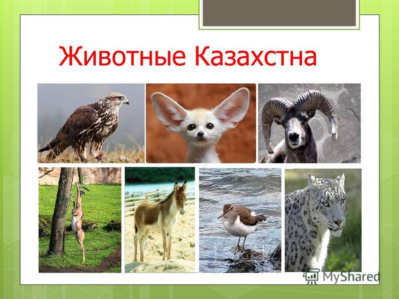 Животные Казахстана Фото