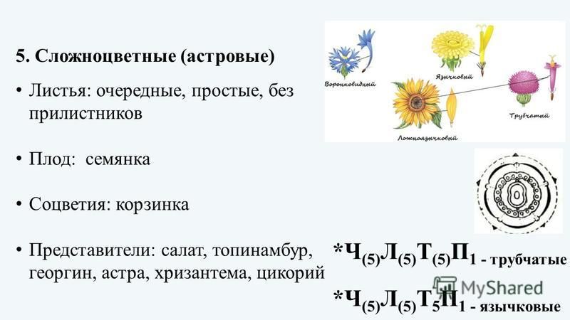 Строение цветка сложноцветные схема