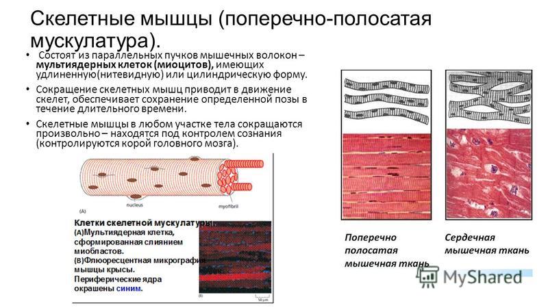 Волокна скелетных мышц под микроскопом поперечно исчерчены Схема изменения структуры гладкого миоцита до и после сокращения