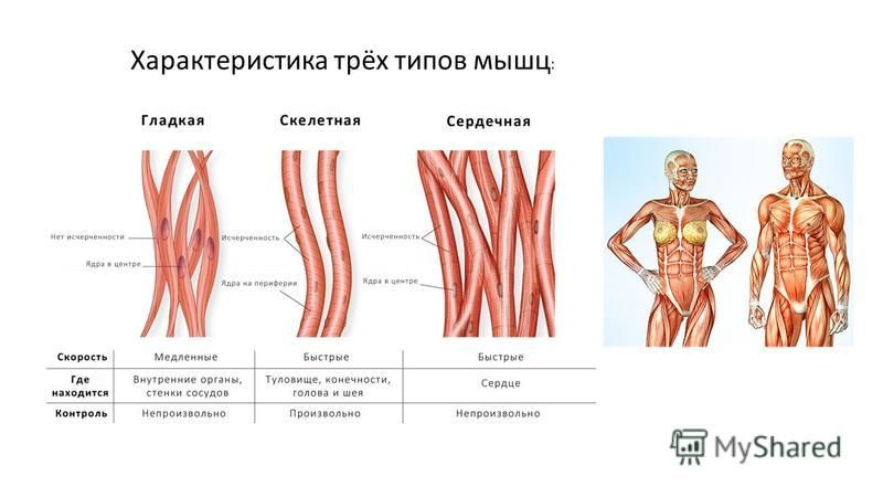 Виды мышц картинка