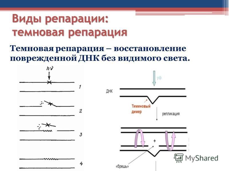 Учебное пособие: Репликация различных ДНК, ее регуляция и репарация