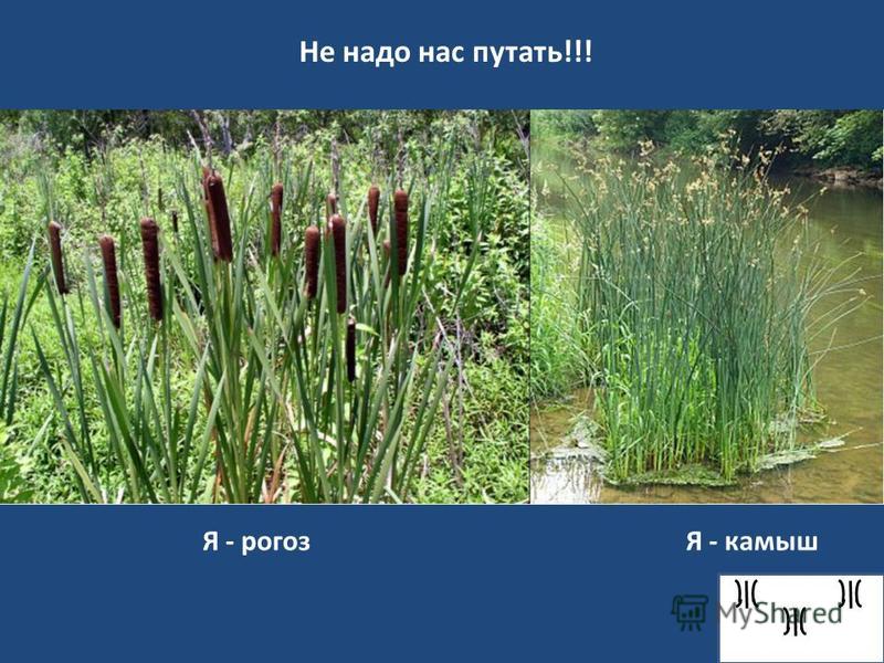 Как выглядит камыш на самом деле фото