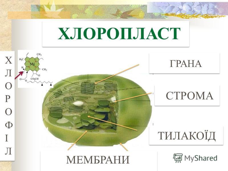 Что находится внутри хлоропласта