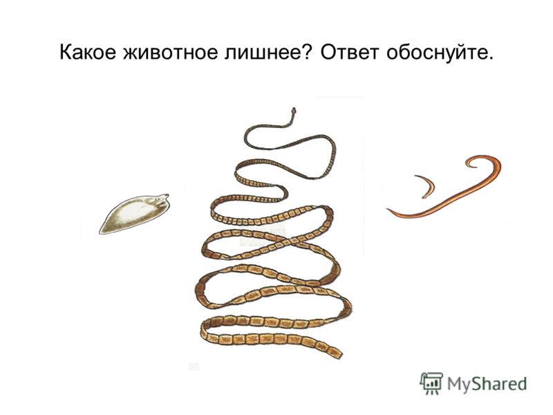 заражение паразитами лечение заражение паразитами лечение