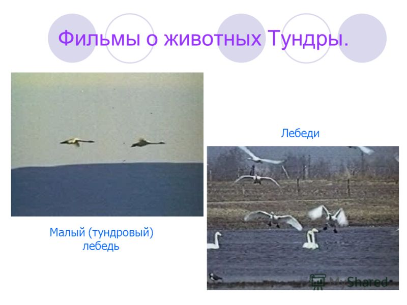 Учебник Окружающий Мир Плешакова Учебник Окружающий Мир Плешакова