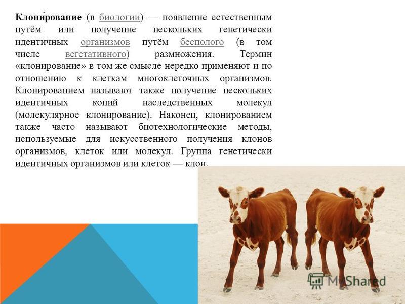 Клонирование животных проблемы и перспективы проект