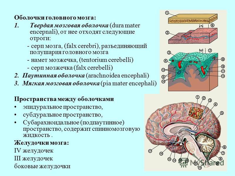 Последовательность расположения мозговых оболочек