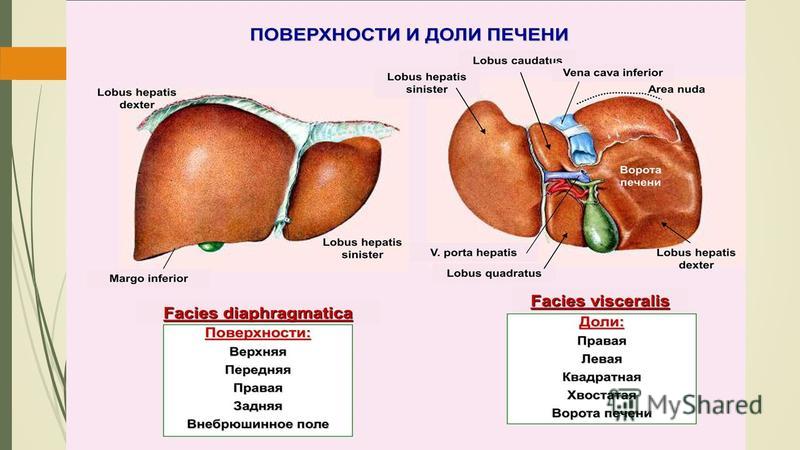 Печень Анатомия Человека Фото Печень Анатомия Человека Фото