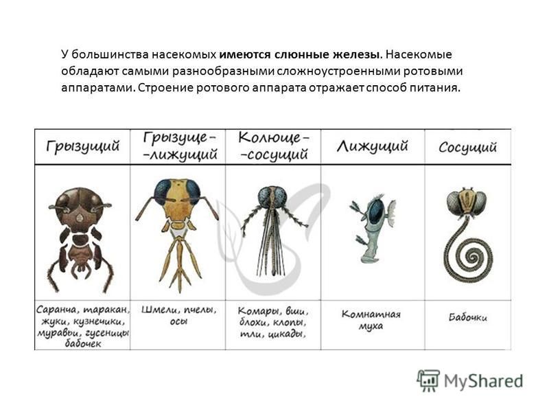 Прямокрылые тип ротового аппарата таблица