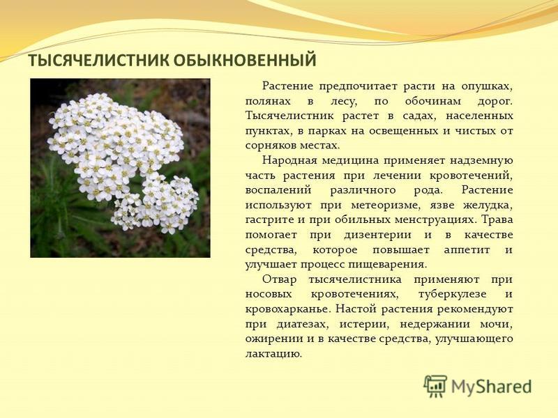 Сообщение Про Тысячелистник