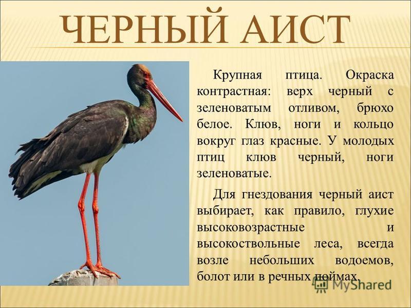 Презентация на тему: "Презентация к уроку по окружающему миру (4 класс) на тему: