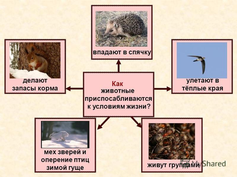 Адаптация млекопитающих к сезонным изменениям в природе проект