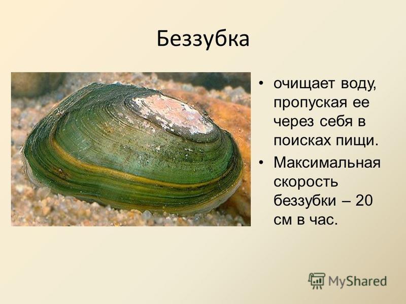 Top 10 моллюски ideas and inspiration