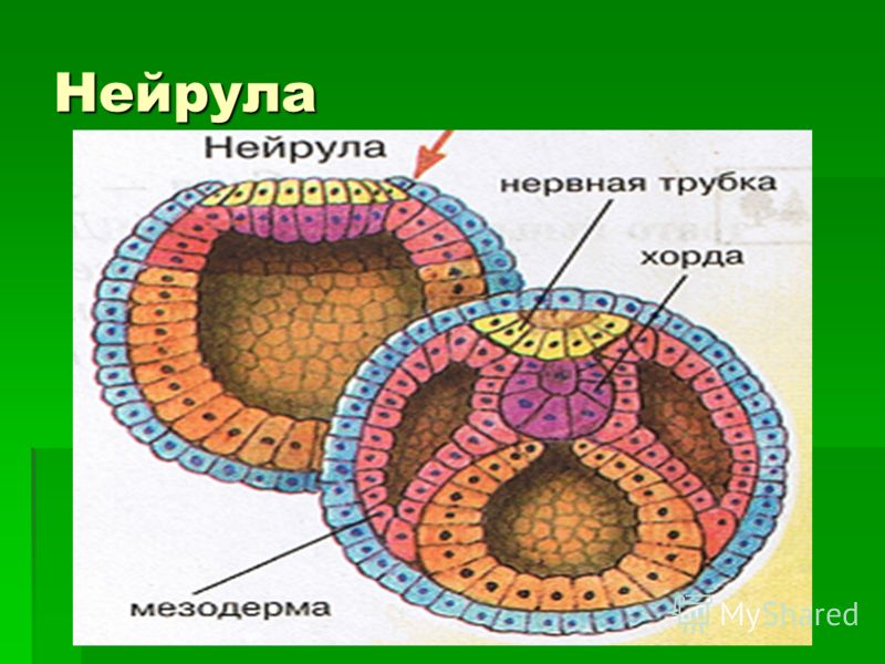 Перспективное планирование по конструированию в старшей группе