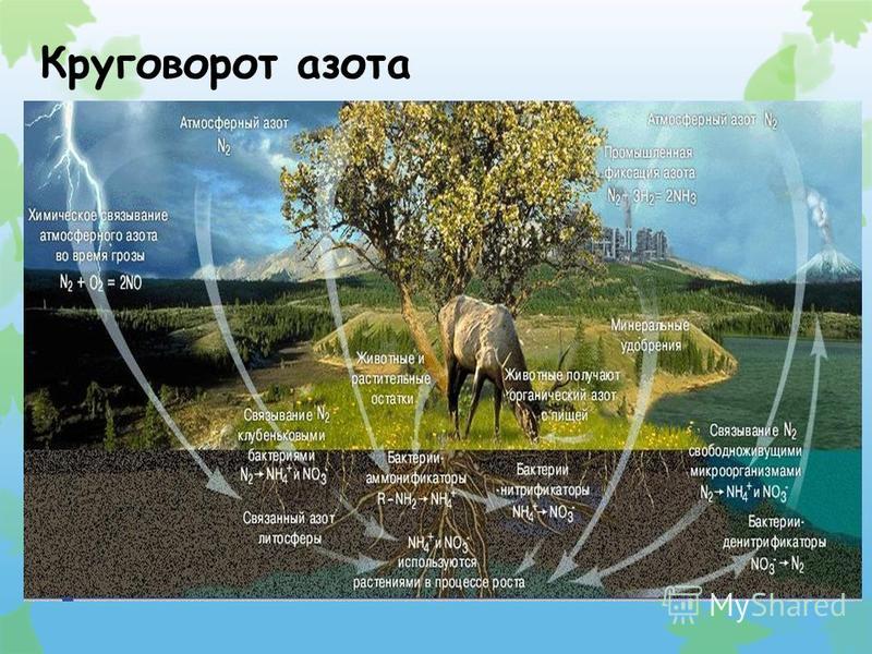 Круговорот азота в природе презентация