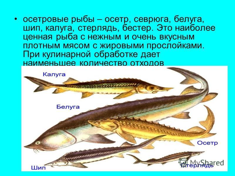 Картинки осетровых пород рыбы