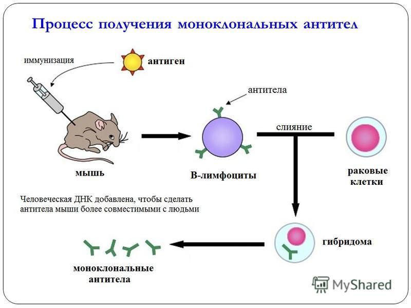 Моноклональные антитела принципиальная схема получения практическое применение